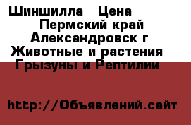 Шиншилла › Цена ­ 3 000 - Пермский край, Александровск г. Животные и растения » Грызуны и Рептилии   